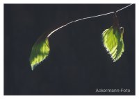 Entfaltet
