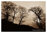 Wintersonne