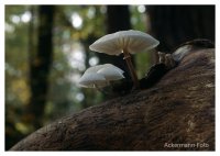 Buchenpilz