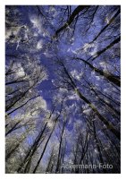 Winterwald
