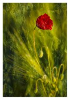 Mohnzauber