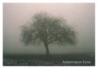 Herbstnebel