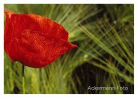 Mohn im Morgentau