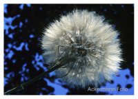 Pusteblume