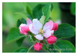 Apfelblüte II