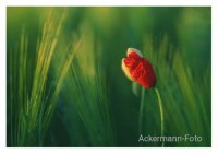 Ans Licht, ins Licht