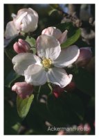 Apfelblüte I