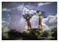 Baobabwelten V