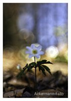 Buschwindröschen