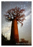 Diamantenbaum