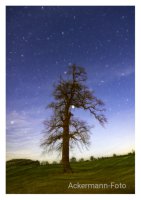 Eiche im Mondlicht