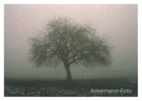 Herbstnebel
