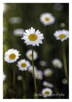 Sommerwiese
