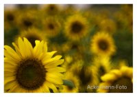 Sonnenfeld