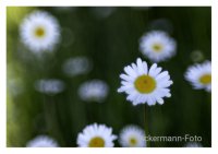 Wiesenblick