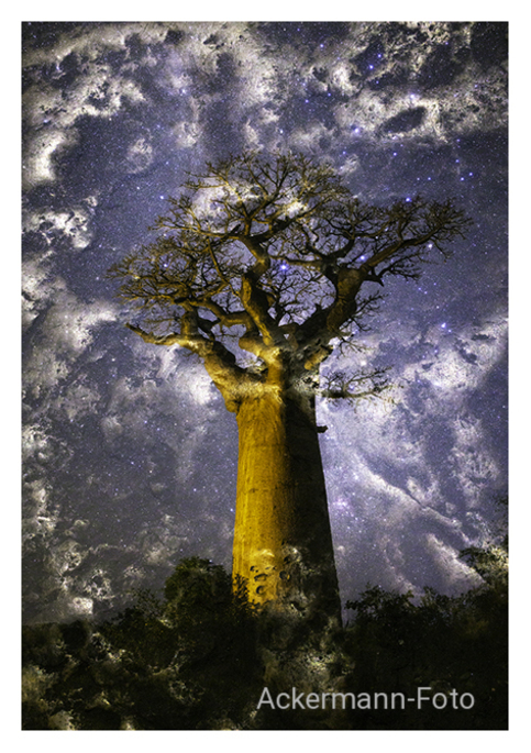 Baobabwelten 1
