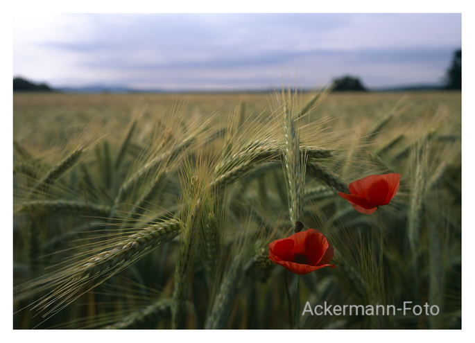 Auf dem Feld