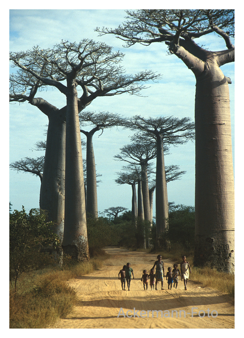 Die Kinder des Baobab