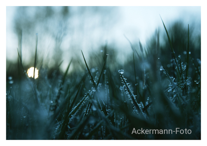 Frostmorgen