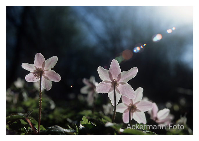 Frühling