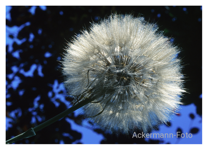 Pusteblume