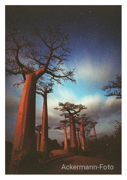 Baobabs im Mondlicht