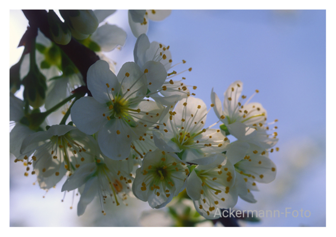 Kirschblüten