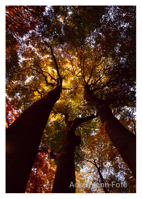 Baumhimmel I