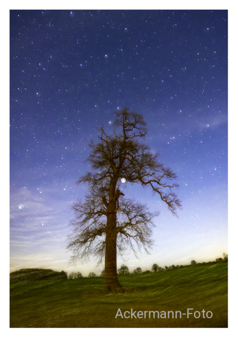 Eiche im Mondlicht