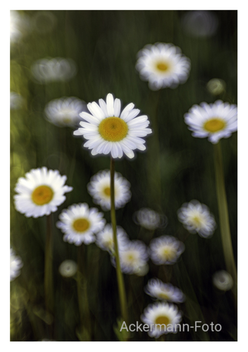 Sommerwiese