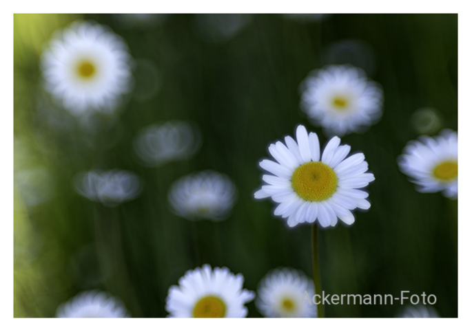Wiesenblick