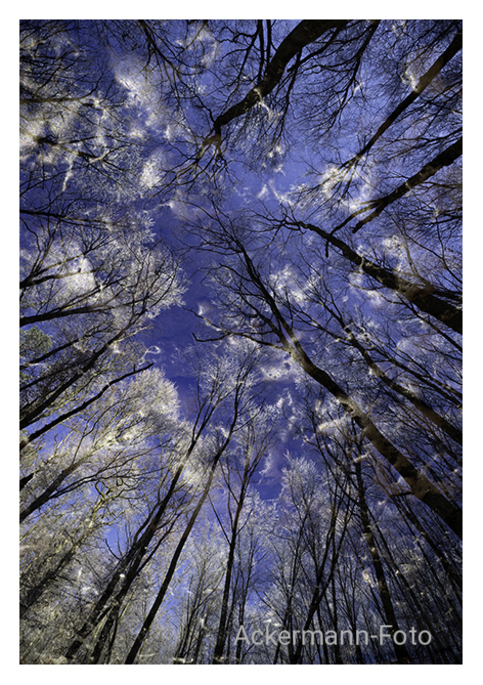 Winterwald
