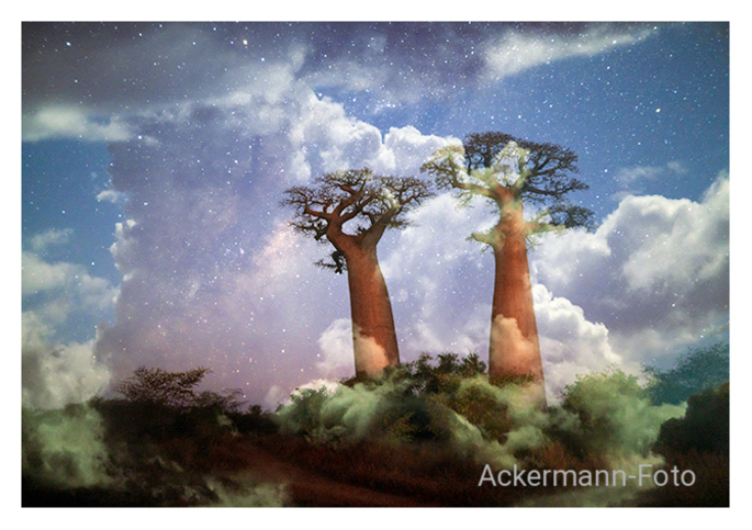 Baobabwelten V
