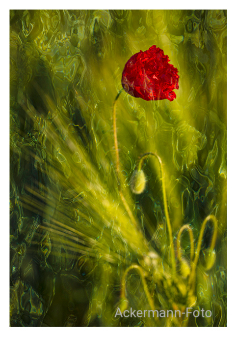 Mohnzauber